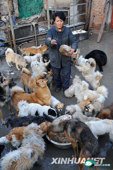 1300 chats sauvés en Chine