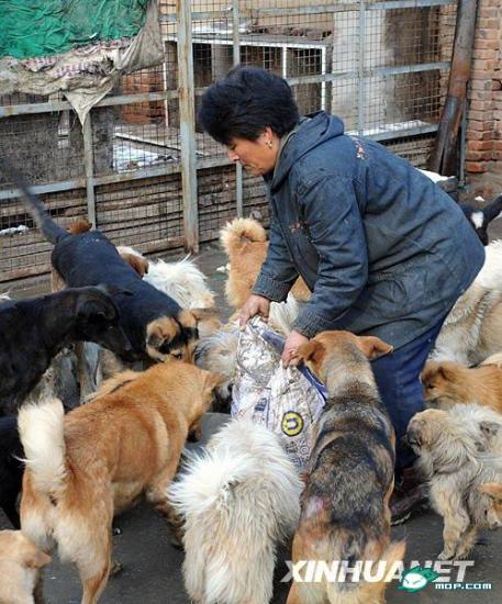 1300 chats sauvés en Chine
