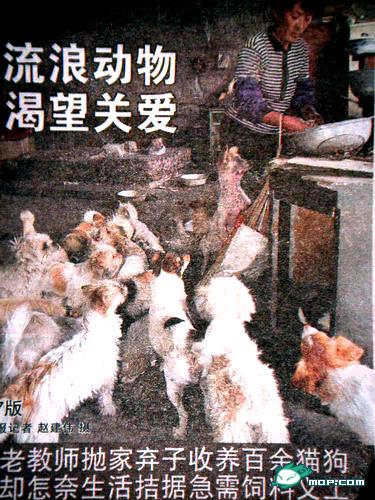 1300 chats sauvés en Chine