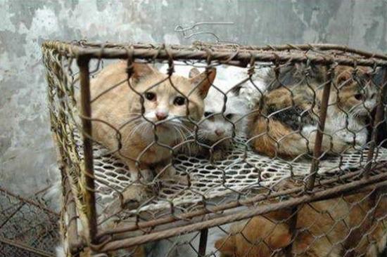 1300 chats sauvés en Chine