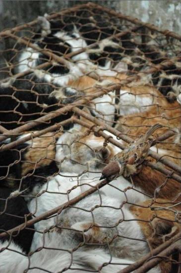 1300 chats sauvés en Chine
