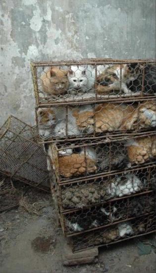 1300 chats sauvés en Chine